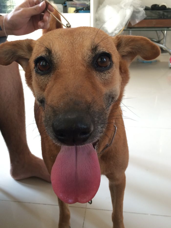 Been Living On The Side Of The Road For Almost Her Whole Life. Now In A Loving Home