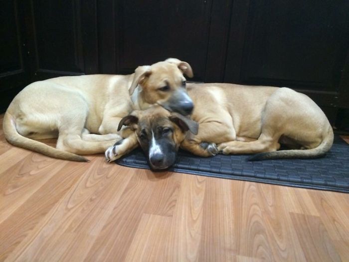 Boyfriend & I Adopted These Two Sisters So They Never Have To Be Apart. ????❤️????