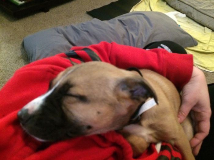 Sadie Her First Day At Her Furever Home.