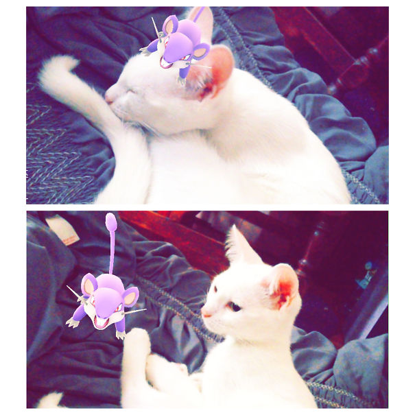 White cat seemingly observing a Rattata Pokémon on a bed, suggesting pets can see Pokémon Go.