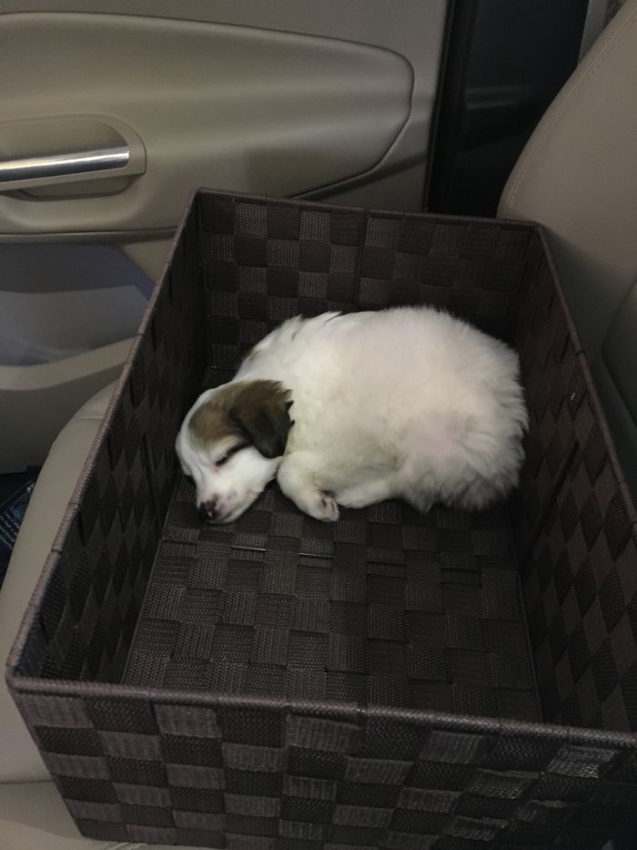 My Foster 'failure' Became My Furbaby