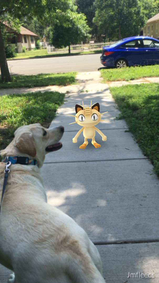 A dog looks at Meowth from Pokémon Go on a sidewalk, suggesting pets can see Pokémon.