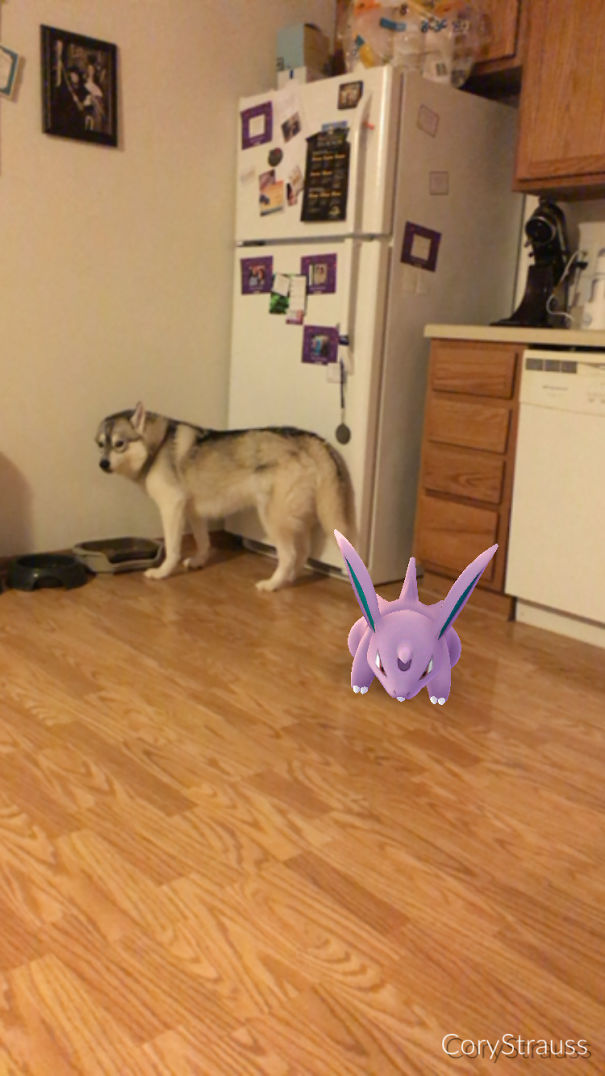 Dog seemingly watching a virtual Pokémon character on a hardwood floor near a kitchen area.