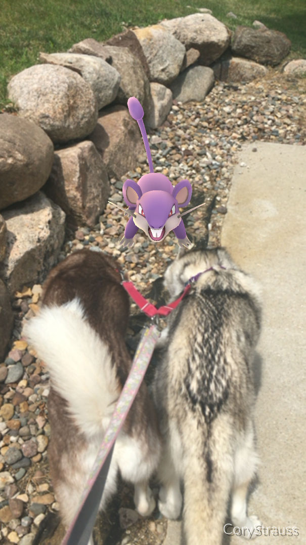 Two dogs seemingly noticing a virtual Rattata from Pokémon Go on a walk path.