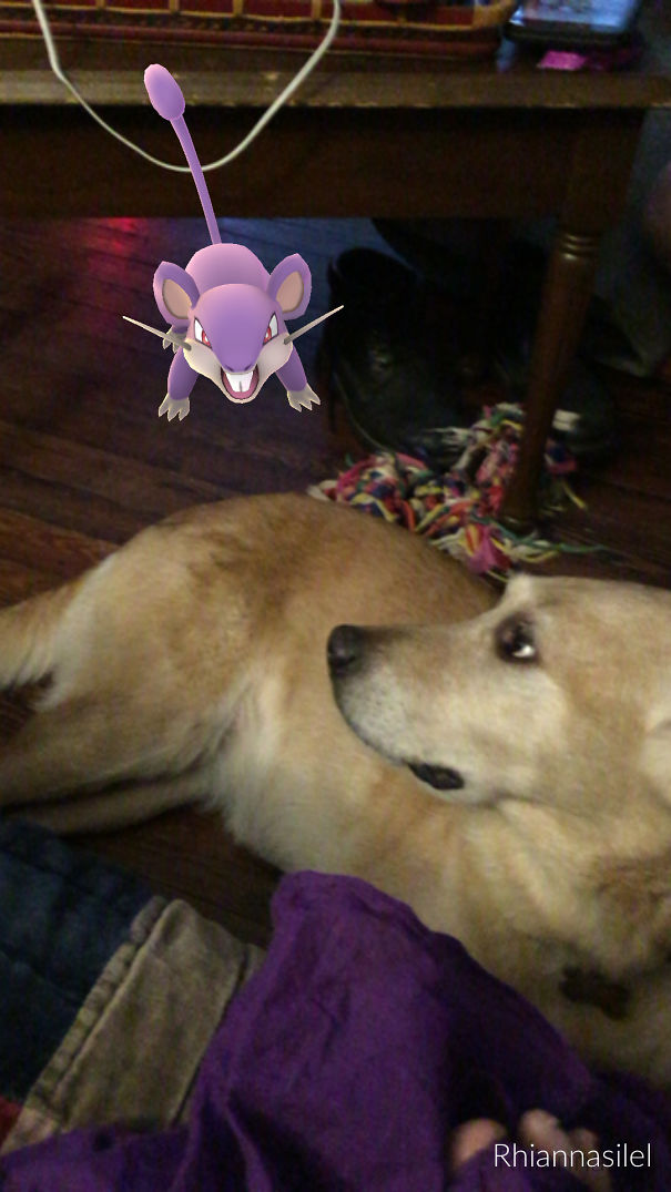 Dog looking at a Rattata from Pokémon Go on a screen, highlighting pets' interest in the game.