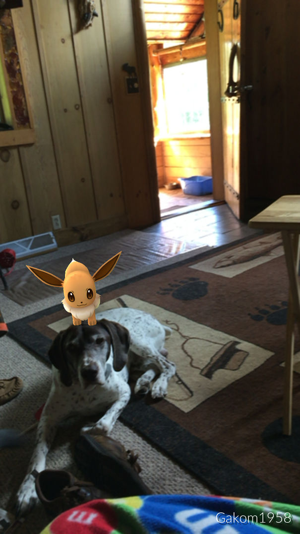 Dog lying in a room with a Pokémon Go character, suggesting pets can see Pokémon Go.