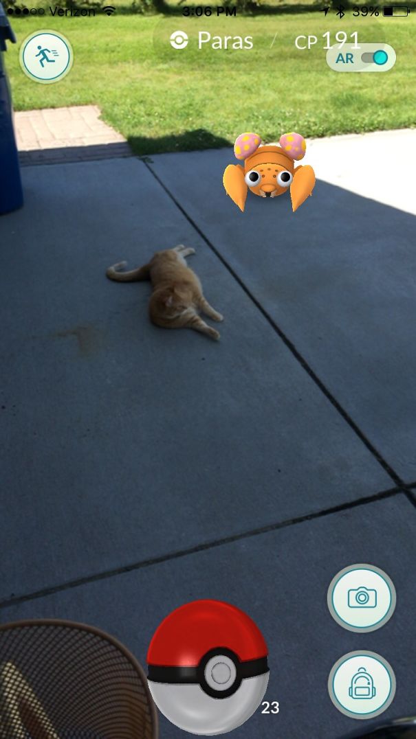 Cat observing Paras from Pokémon Go on a sunny patio.
