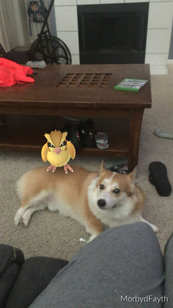 Dog on carpet looking at a Pidgey from Pokémon Go sitting on its back, illustrating pets can see Pokémon Go.