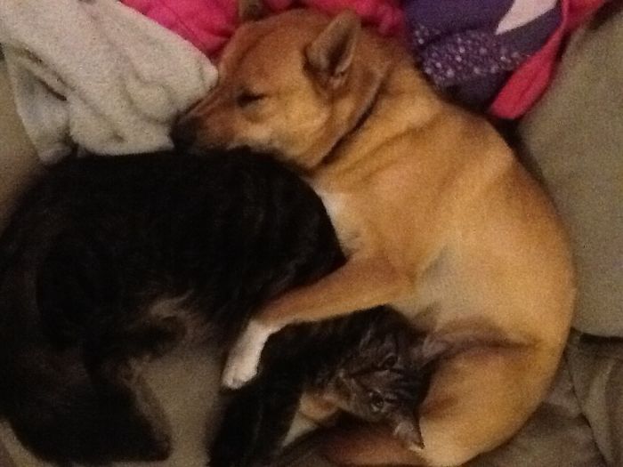 My Two Rescues Became Instantly Inseparable.