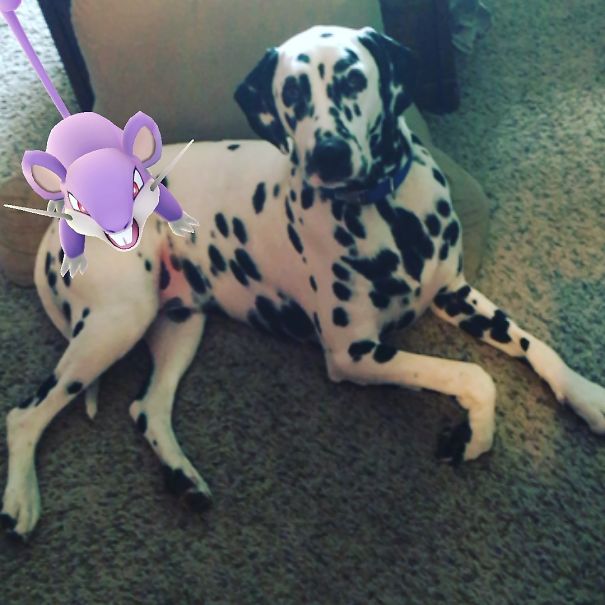 Dalmatian dog curiously looks at a Pokémon Rattata from Pokémon Go nearby.