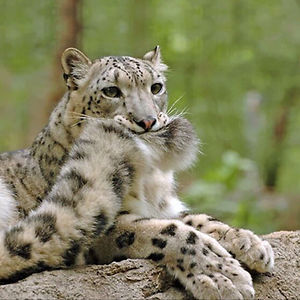 peasandbeans123 avatar