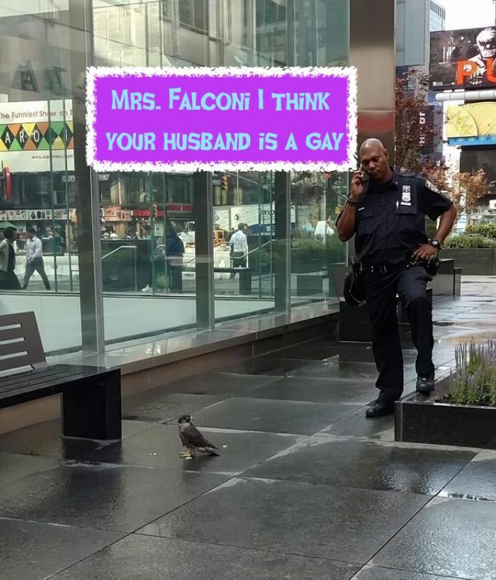 Mr. Falcon Found Staring At The Wrong Spot (hawww.....)