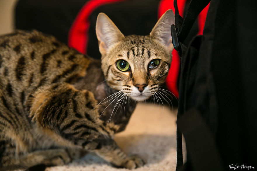 After Surviving A Coyote Attack, My Adopted Cat Kaia Is Now My Perfect Model After Surviving A Coyote Attack, My Adopted Cat Kaia Is Now My Perfect Model