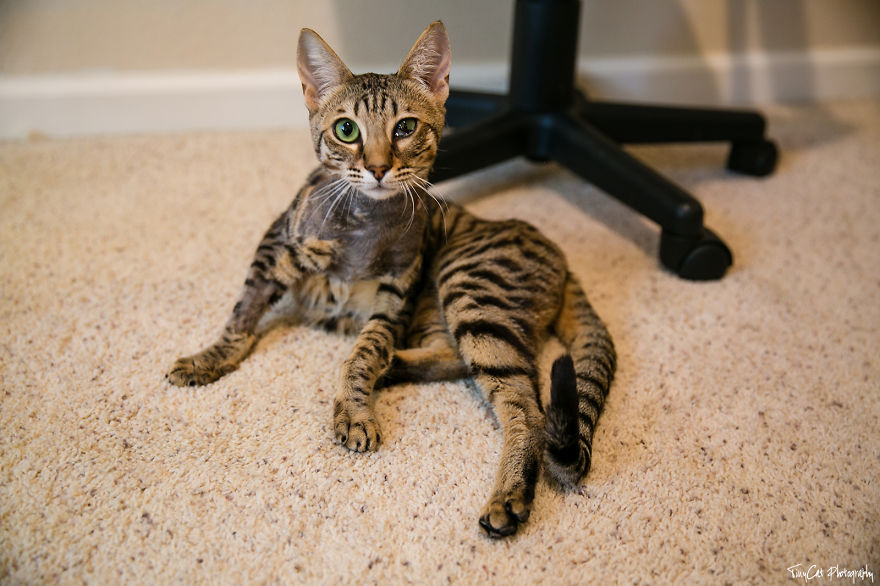 After Surviving A Coyote Attack, My Adopted Cat Kaia Is Now My Perfect Model