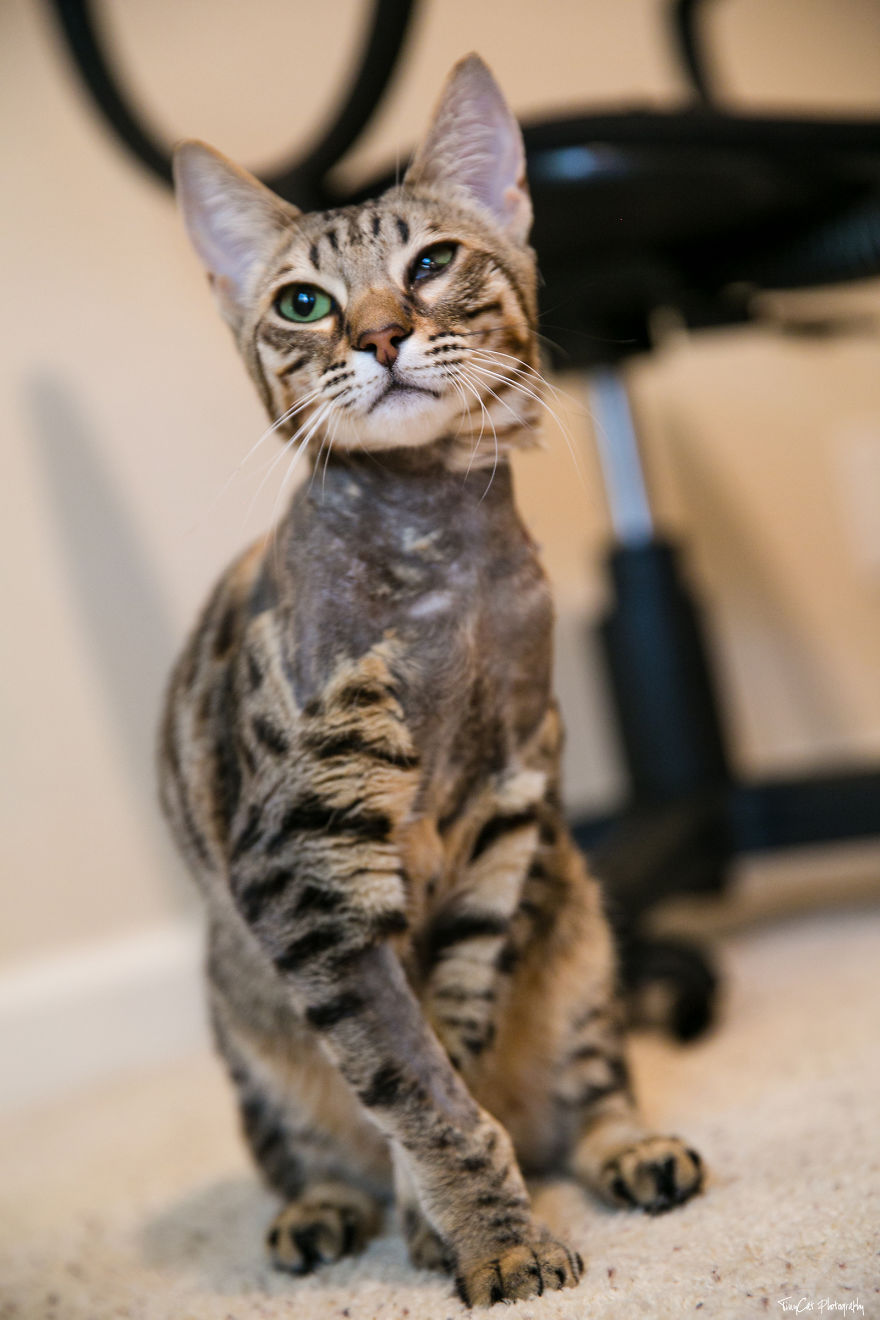 After Surviving A Coyote Attack, My Adopted Cat Kaia Is Now My Perfect Model After Surviving A Coyote Attack, My Adopted Cat Kaia Is Now My Perfect Model