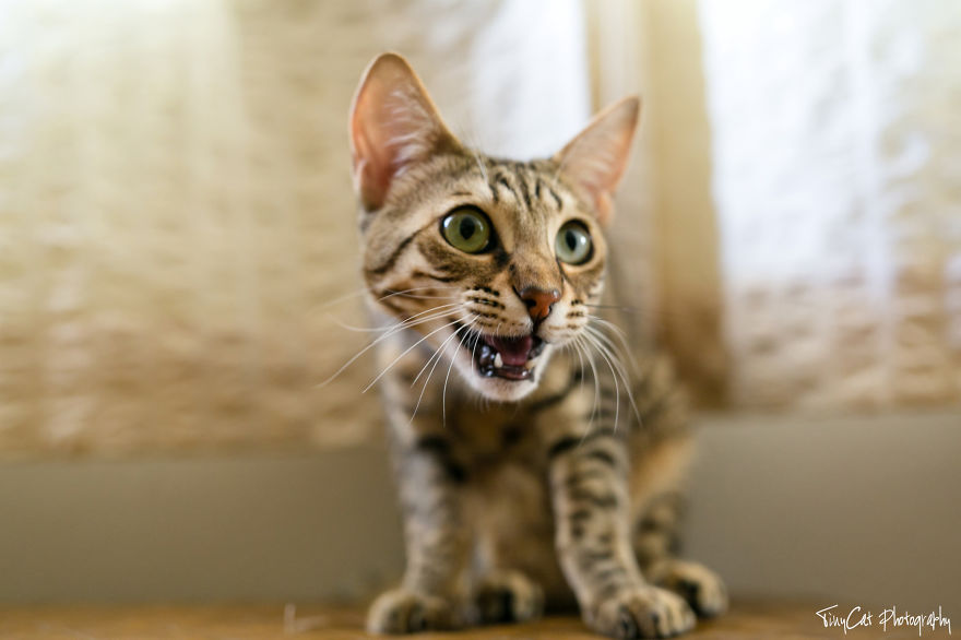 After Surviving A Coyote Attack, My Adopted Cat Kaia Is Now My Perfect Model