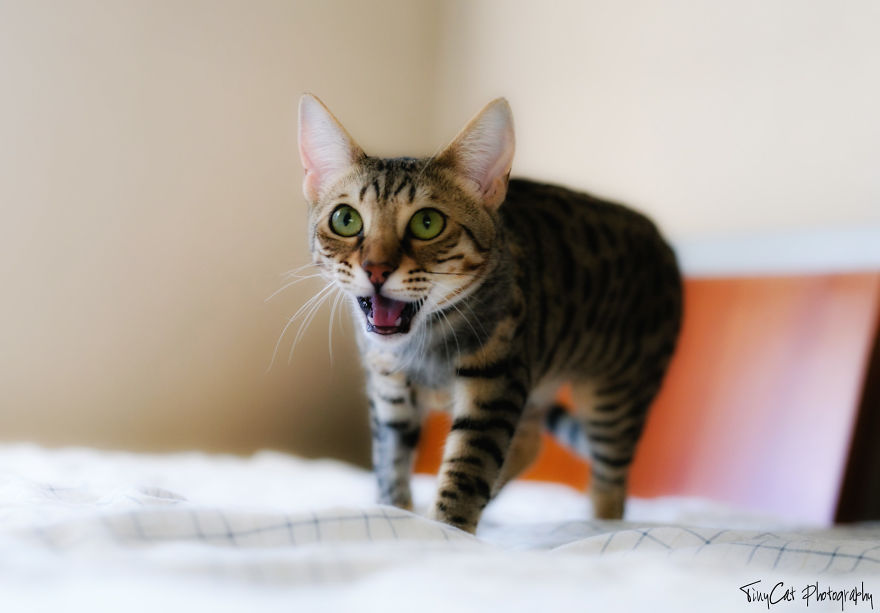 After Surviving A Coyote Attack, My Adopted Cat Kaia Is Now My Perfect Model After Surviving A Coyote Attack, My Adopted Cat Kaia Is Now My Perfect Model