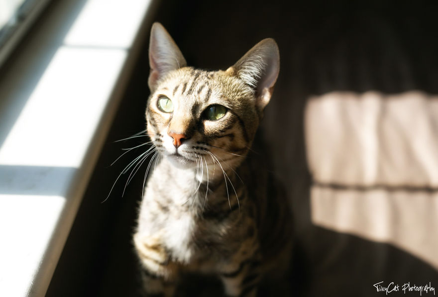 After Surviving A Coyote Attack, My Adopted Cat Kaia Is Now My Perfect Model After Surviving A Coyote Attack, My Adopted Cat Kaia Is Now My Perfect Model