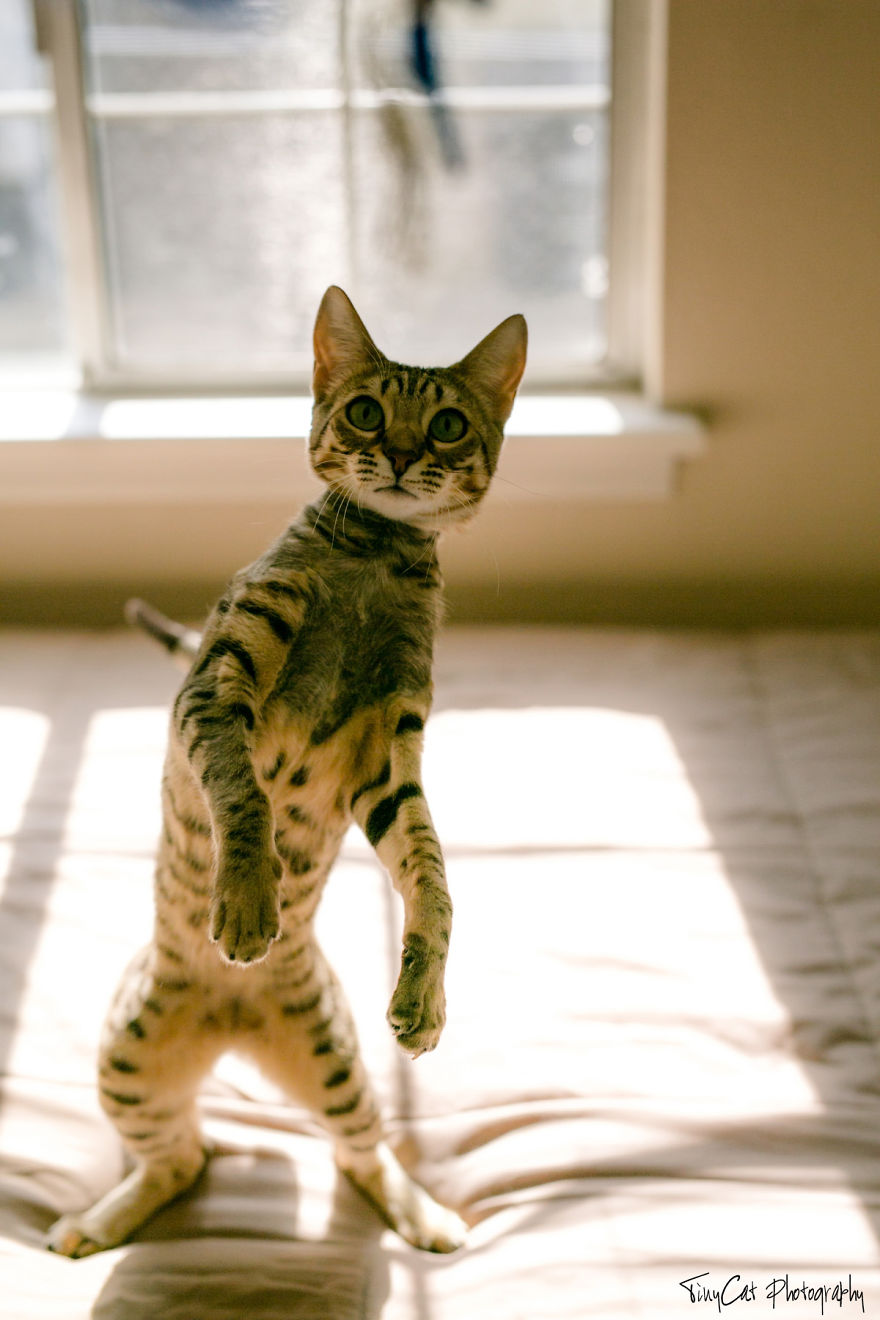 After Surviving A Coyote Attack, My Adopted Cat Kaia Is Now My Perfect Model After Surviving A Coyote Attack, My Adopted Cat Kaia Is Now My Perfect Model