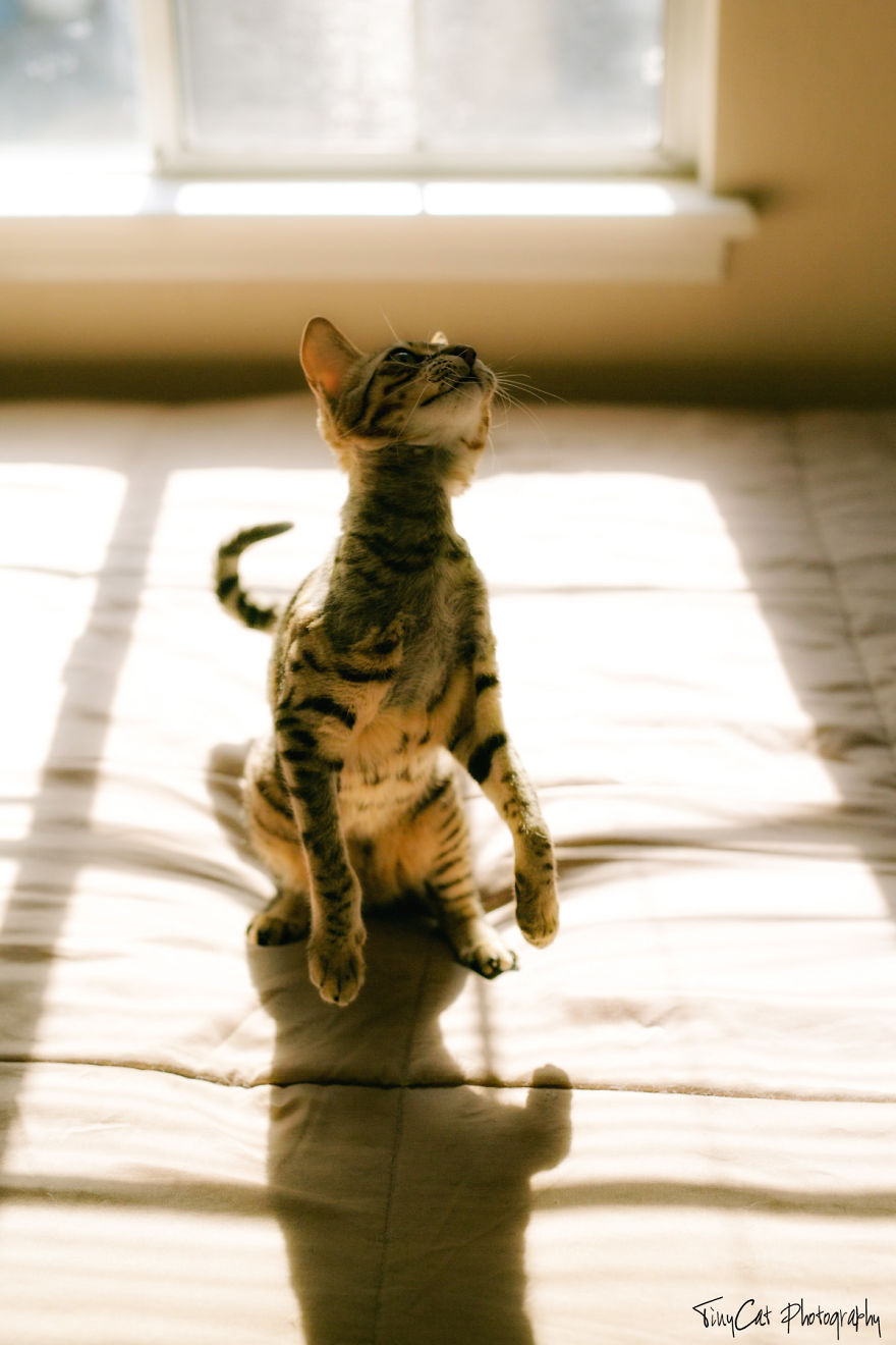 After Surviving A Coyote Attack, My Adopted Cat Kaia Is Now My Perfect Model