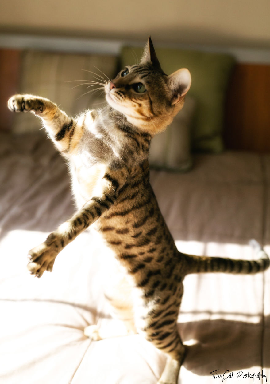 After Surviving A Coyote Attack, My Adopted Cat Kaia Is Now My Perfect Model