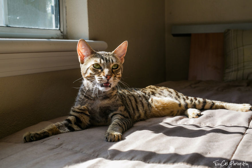 After Surviving A Coyote Attack, My Adopted Cat Kaia Is Now My Perfect Model