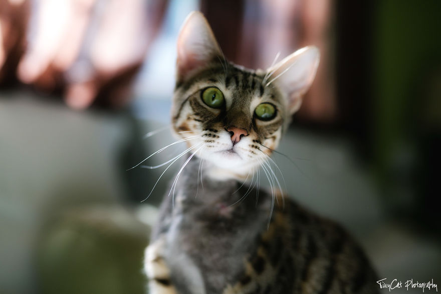 After Surviving A Coyote Attack, My Adopted Cat Kaia Is Now My Perfect Model