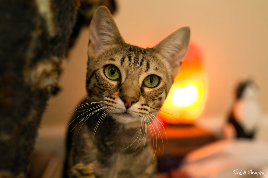 After Surviving A Coyote Attack, My Adopted Cat Kaia Is Now My Perfect Model