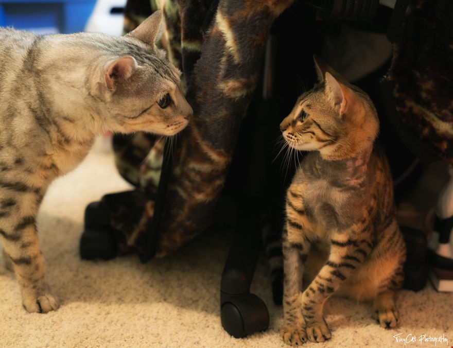 After Surviving A Coyote Attack, My Adopted Cat Kaia Is Now My Perfect Model After Surviving A Coyote Attack, My Adopted Cat Kaia Is Now My Perfect Model