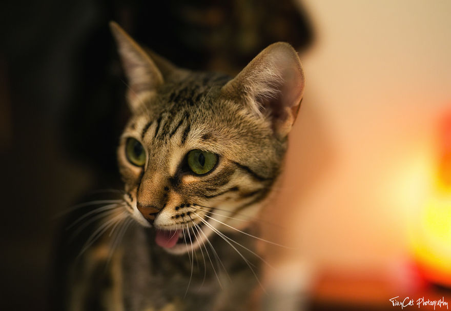 After Surviving A Coyote Attack, My Adopted Cat Kaia Is Now My Perfect Model After Surviving A Coyote Attack, My Adopted Cat Kaia Is Now My Perfect Model