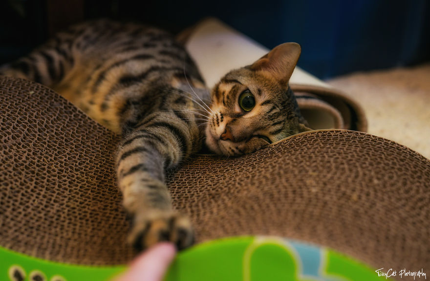 After Surviving A Coyote Attack, My Adopted Cat Kaia Is Now My Perfect Model After Surviving A Coyote Attack, My Adopted Cat Kaia Is Now My Perfect Model