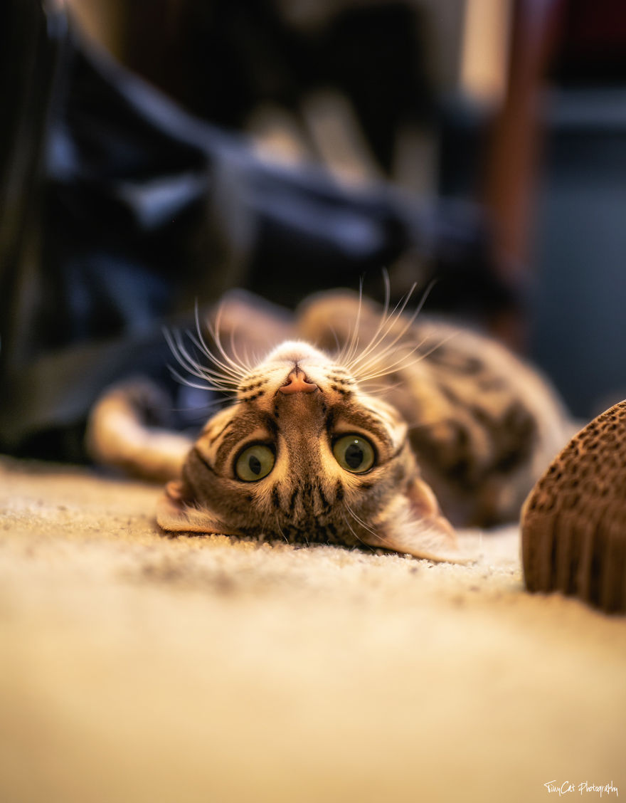 After Surviving A Coyote Attack, My Adopted Cat Kaia Is Now My Perfect Model