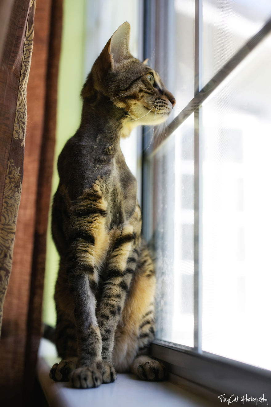 After Surviving A Coyote Attack, My Adopted Cat Kaia Is Now My Perfect Model After Surviving A Coyote Attack, My Adopted Cat Kaia Is Now My Perfect Model