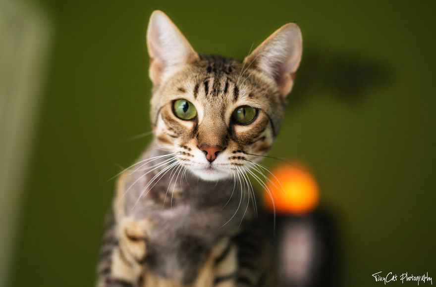 After Surviving A Coyote Attack, My Adopted Cat Kaia Is Now My Perfect Model