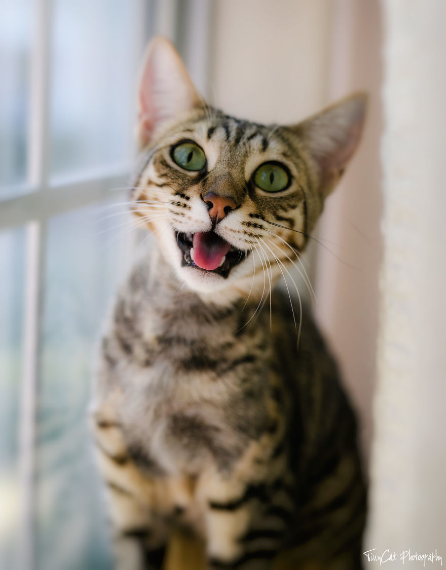 After Surviving A Coyote Attack, My Adopted Cat Kaia Is Now My Perfect Model