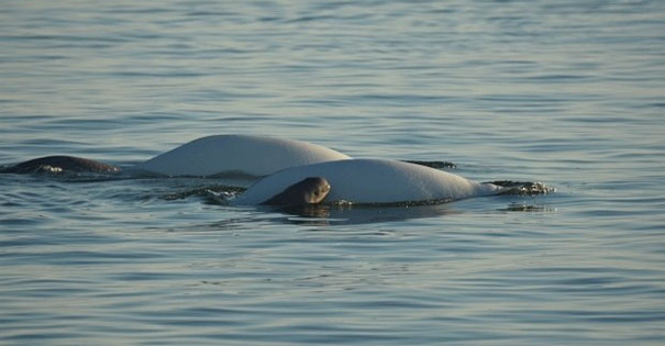 kids-save-baby-baluga-whale-shore-st-lawrence-river-canada-1