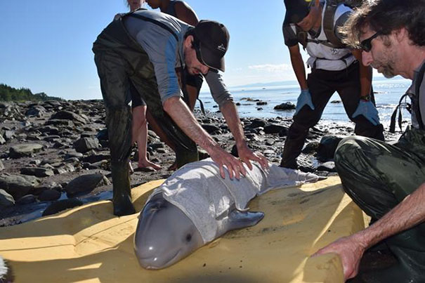 kids-save-baby-baluga-whale-shore-st-lawrence-river-canada-3