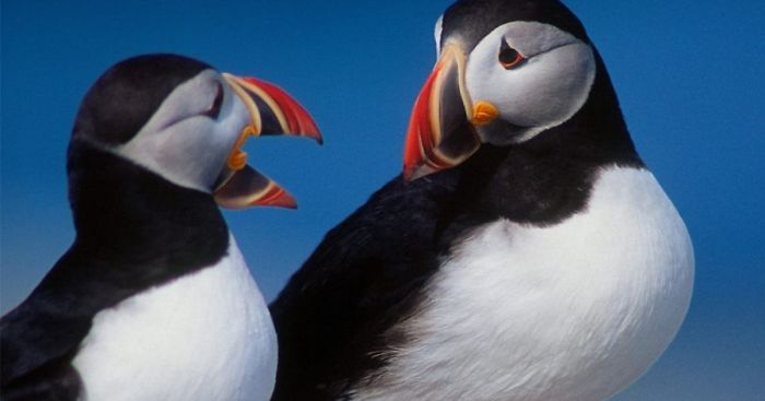 Light My Fire: Make These Two Birds Talk To Each Other