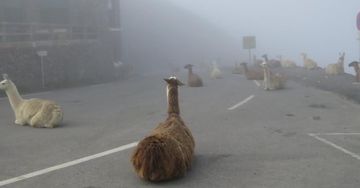 These Llamas Tried To Ruin The Tour-De-France And They’re Not The First Animals To Do It