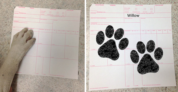 lost-dog-police-suspect-willow-2 lost-dog-police-suspect-willow-2