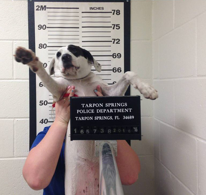 lost-dog-police-suspect-willow-4