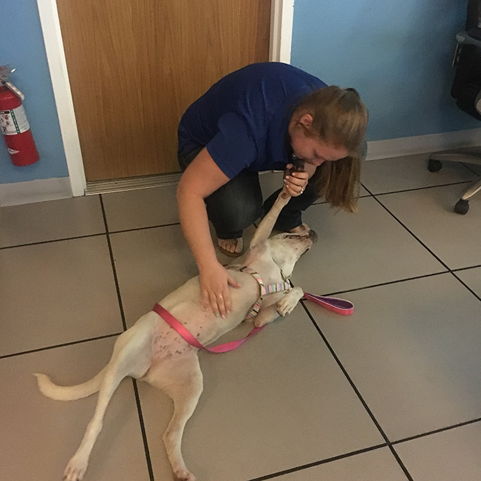 lost-dog-police-suspect-willow-5