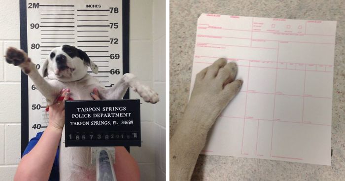 Police Sees A Suspicious Dog, Arrest Her For Being Dangerously Cute