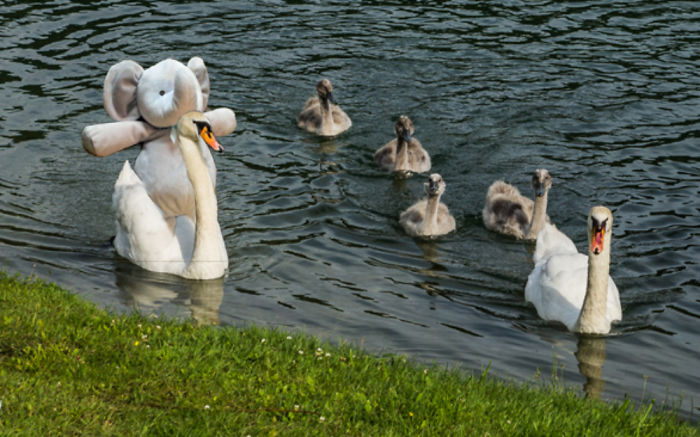 Swan Ride