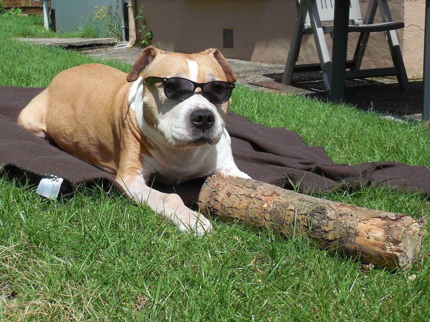 Bp Said "some Of Your Images Are Too Narrow."my Dog Died From Osteosarcoma Too Then I Dont ... Bp Said "some Of Your Images Are Too Narrow."my Dog Died From Osteosarcoma Too Then I Dont ...