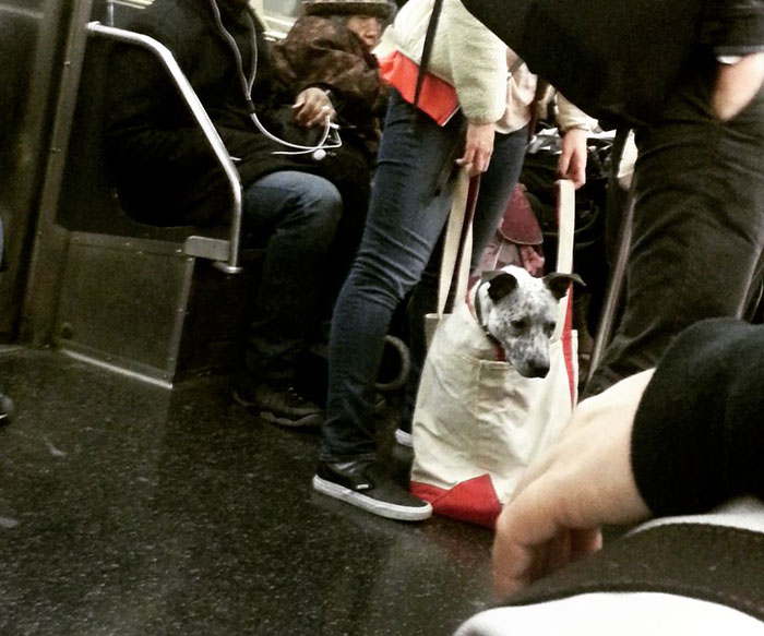 man-with-giant-dog-tote-bag-new-york-subway-3 man-with-giant-dog-tote-bag-new-york-subway-3