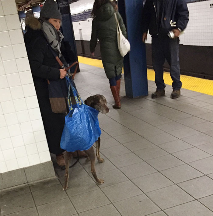 man-with-giant-dog-tote-bag-new-york-subway-60 man-with-giant-dog-tote-bag-new-york-subway-60