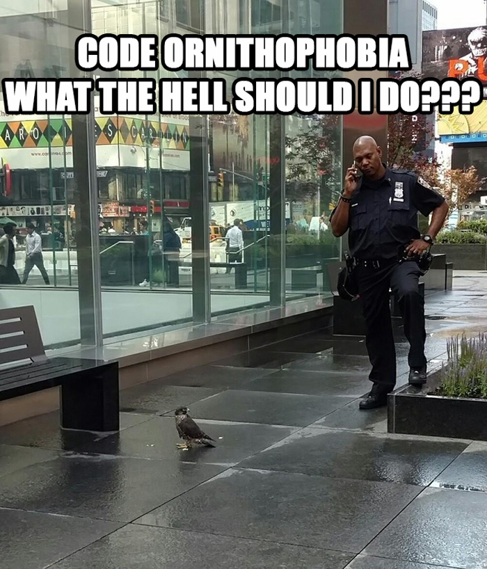 Code Ornithophobia