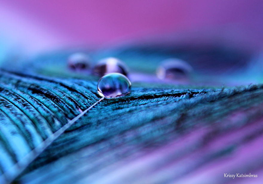 I Find Inner Peace And Tranquility Photographing These Royal Quills