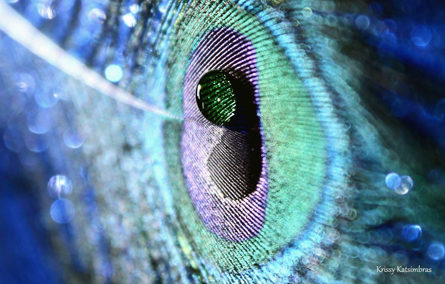 I Find Inner Peace And Tranquility Photographing These Royal Quills